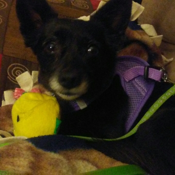 Meet your Posher, RaeAnn! - Picture 6 of 7